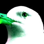 Seagull - uso-privato