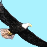 Eagle (Good Luck) - uso-privato