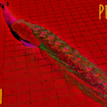 Peacock (01) - uso-privato