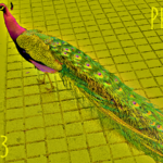 Peacock (03) - uso-privato