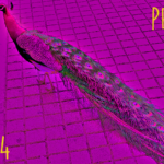 Peacock (04) - uso-privato