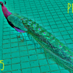 Peacock (05) - uso-privato