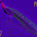 Peacock (07) - uso-privato