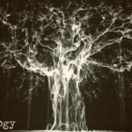 Dendrology (02) - uso-privato