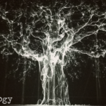 Dendrology (09) - uso-privato